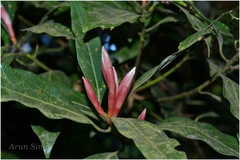 Neolitsea zeylanica